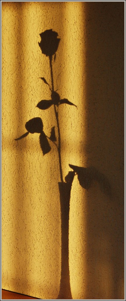 Das Licht der untergehenden Sonne sorgt f�r bezaubernde Schattenspiele und besonderen Blumenschmuck an der Wand.
(30.09.2011)