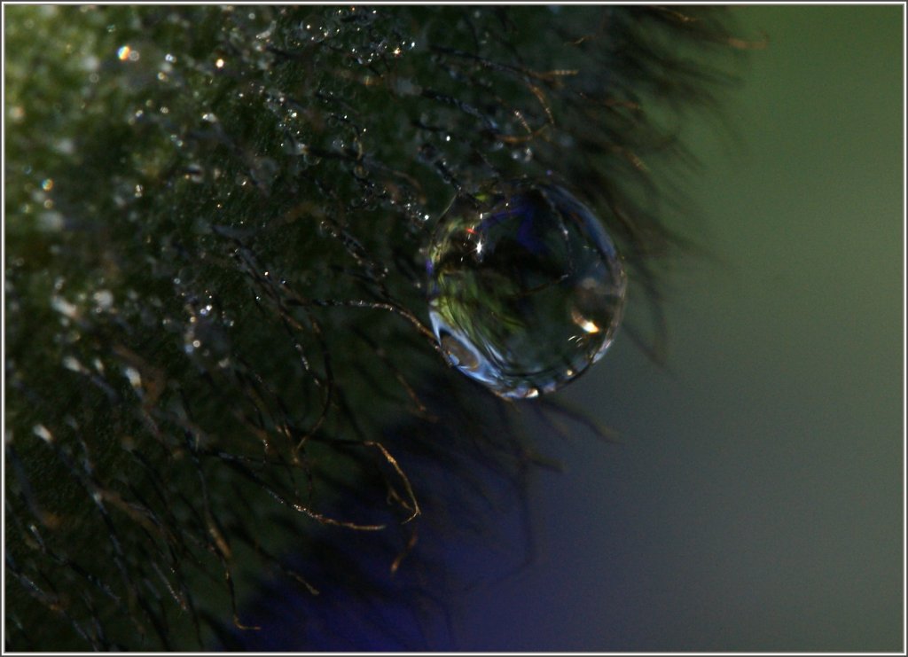Die feinen Haare einer Pflanze bieten diesem Wassertropfen einen festen Halt.
(29.03.2011)