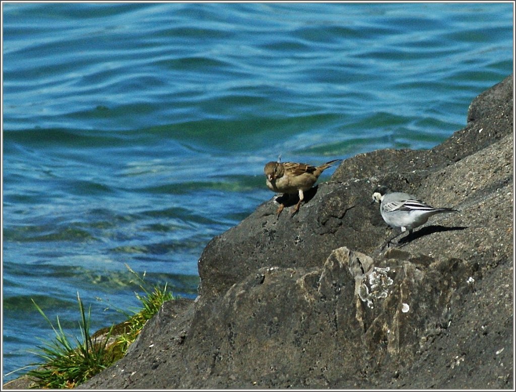 Ein kleiner Schwatz am Ufer des See's...
(28.09.2012)