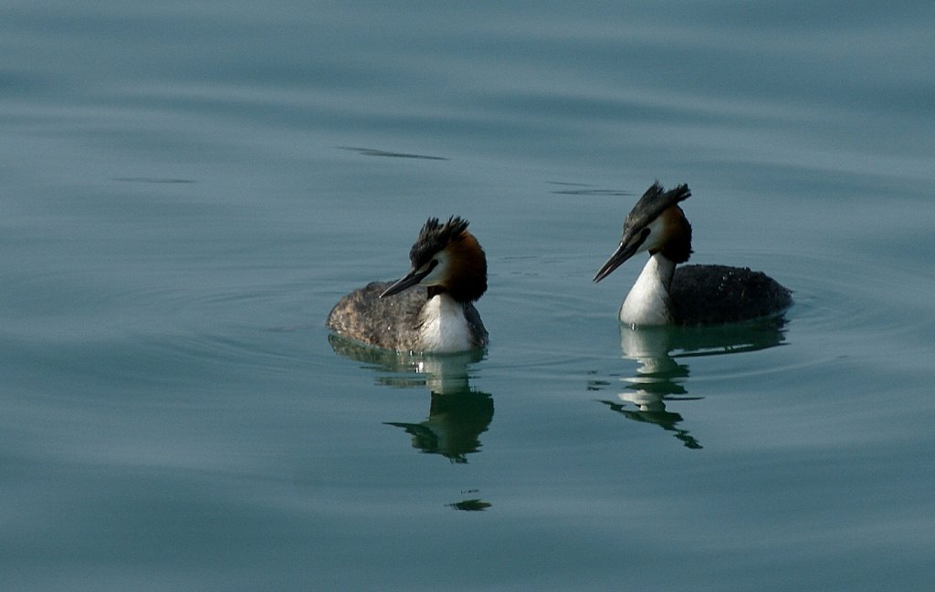 Familie Haubentaucher beobachtet skeptisch das Treiben der anderen Enten.
(16.04.2010)
