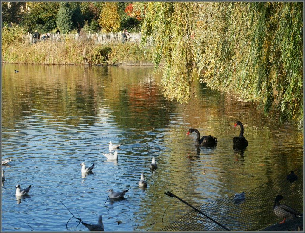 Im St James Park in London gab es schwarze Schw�ne zu sehen (und nach l�ngerem Warten auch zu fotografieren.)
14.11.2012