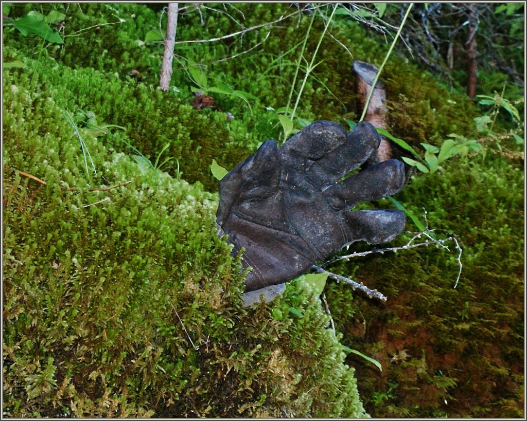 In diesem Wald sind ausser Pilzen auch noch Handschuhe, die scheinbar aus der Erde wachsen, zu finden.
(11.09.2011)