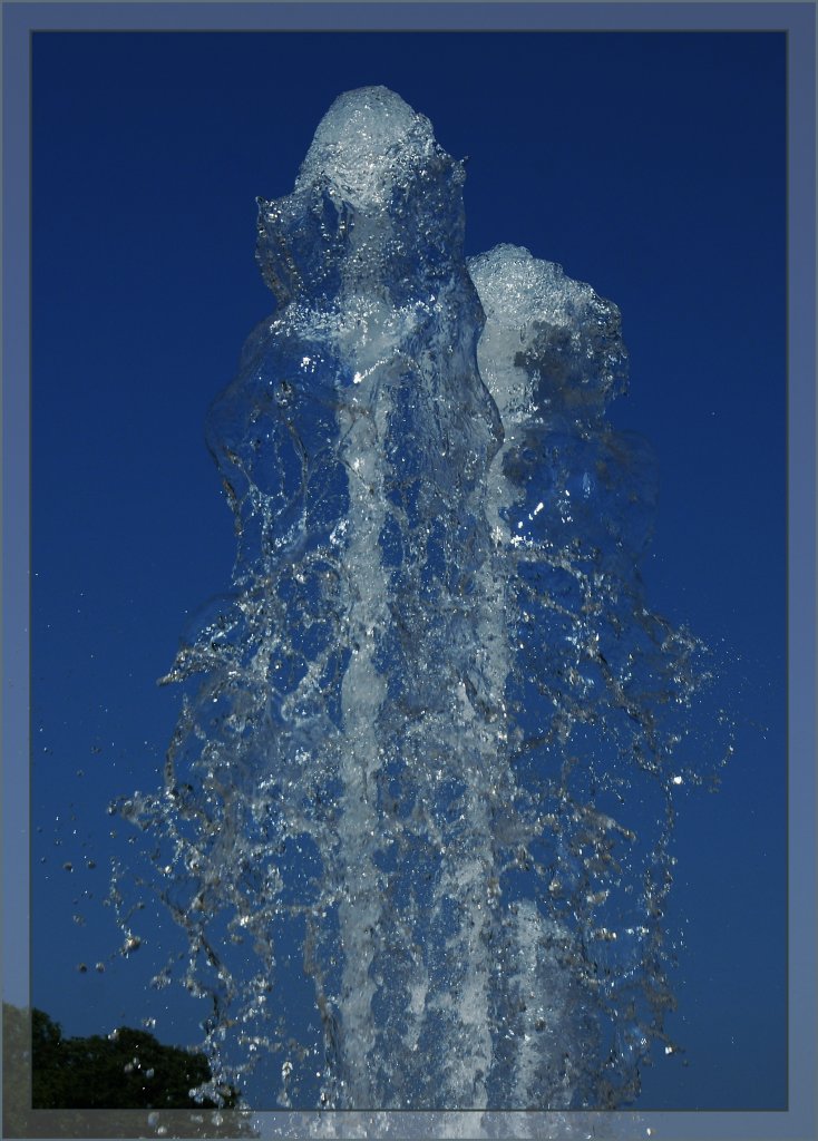 Wassertintenfische...
(01.07.2013)