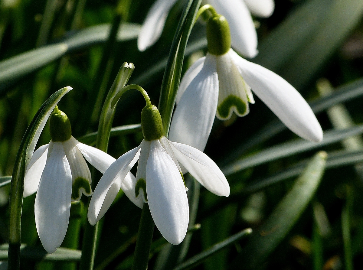 . Sie l�uten den Fr�hling ein, die Schneegl�ckchen. 24.02.2014 (Jeanny)