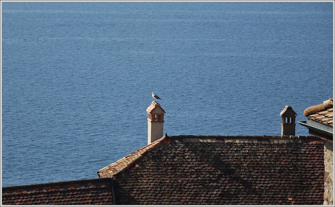 Abwartend schaut diese Möwe über den See.
(03.10.2015)