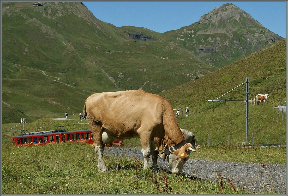 Bei der Kleinen Scheidegg sind die Linsenputzer sowohl die Touristen wie auch die Z�ge der JB gewohnt und lassen sich weder von den einen noch von den andern beim Mittagsessen st�ren.
Aug. 2013