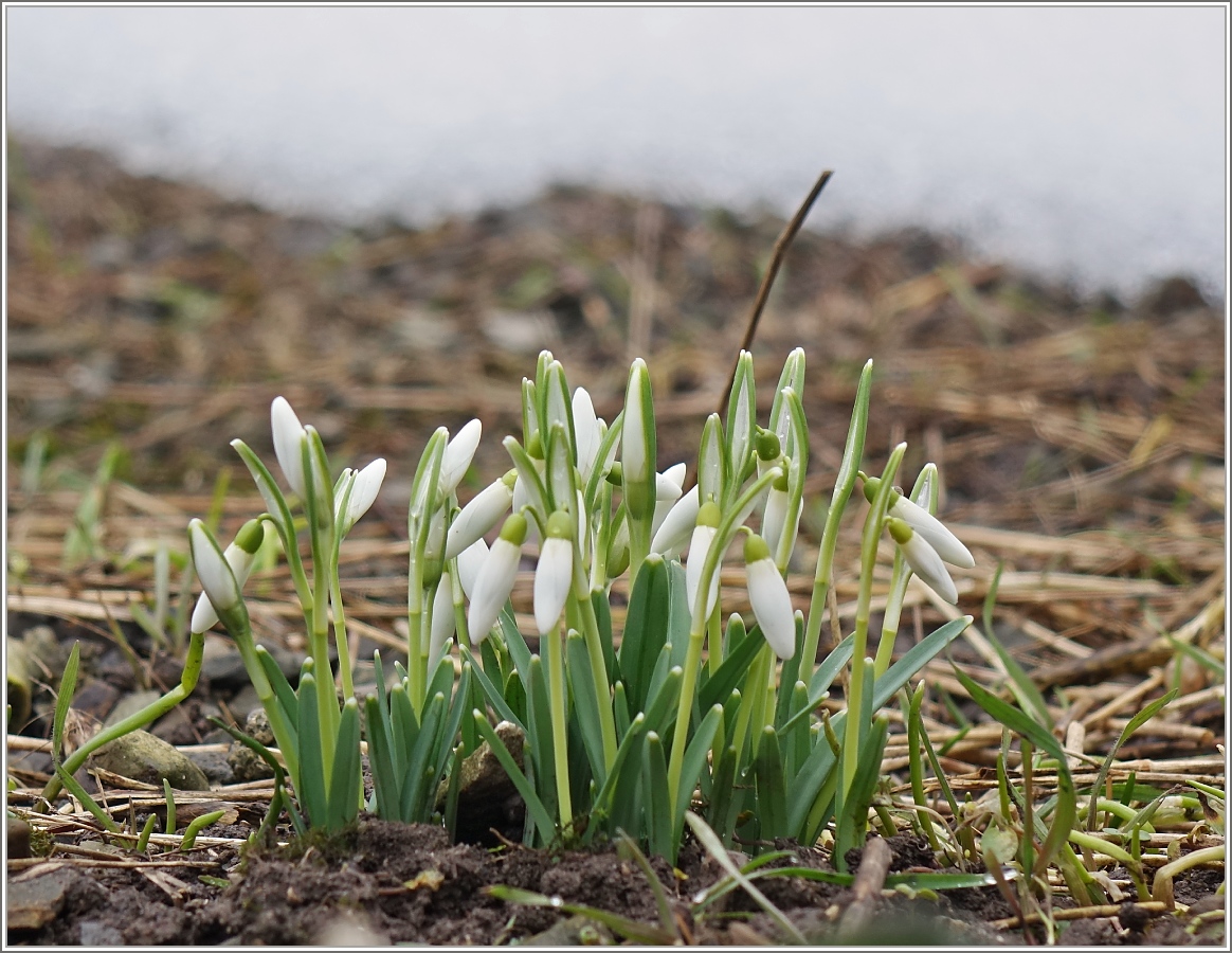 Der Winter ist auf dem Rückzug.
(01.03.2015)