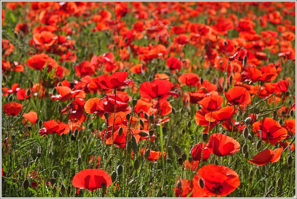 Ein Mohnblumenfeld
(24.05.2018)
