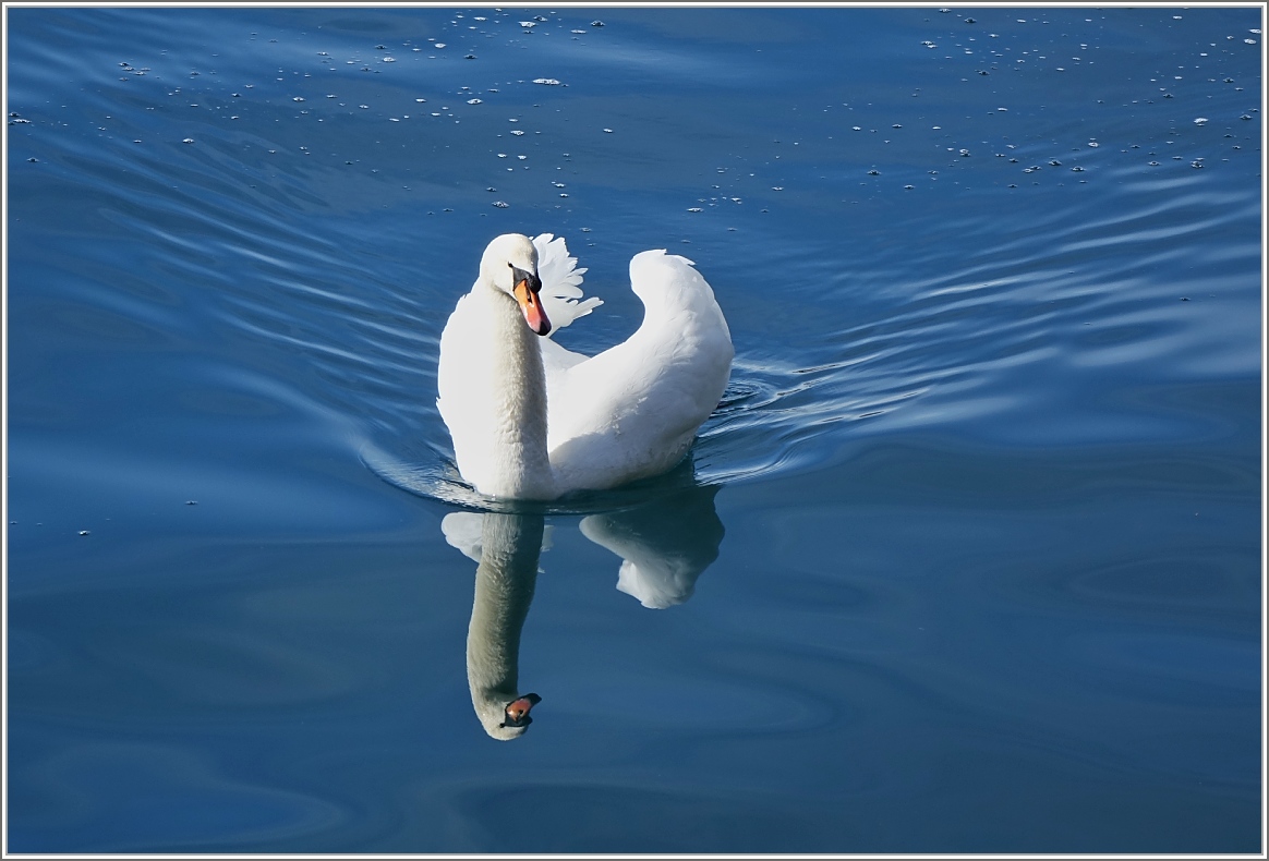 Ein Schwan geniesst die wärmenden Strahlen der Märzsonne
(03.03.2015)