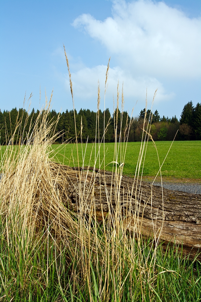Eine Impression.....
Verdorrte Gräser vor einem alten Baumstamm am 12.04.2014 bei Nisterau.
