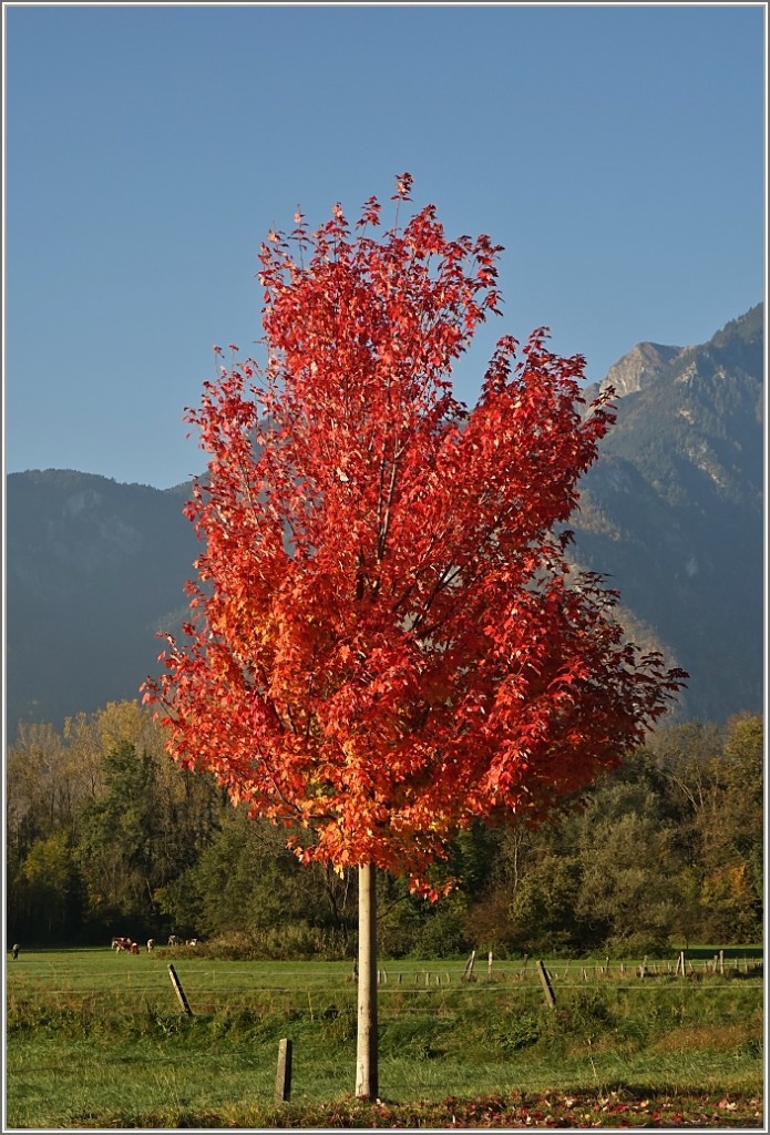 Farbenfohe Herbstzeit.
(23.10.2015)