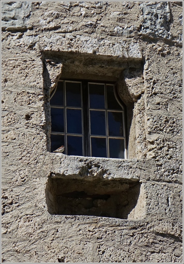 Fensterplatz für einen Spatz
(27.06.2014)