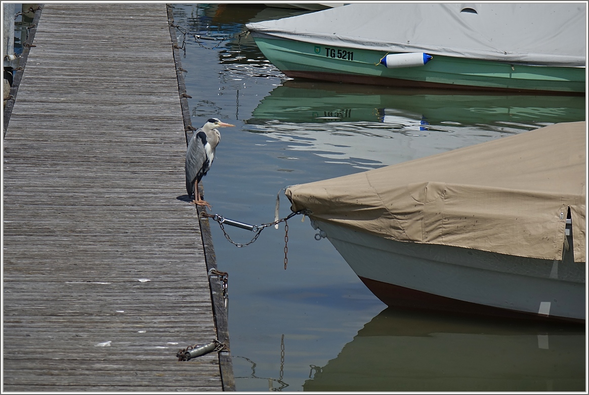 Fischreiher in  hab acht   Stellung.
(23.04.2017)