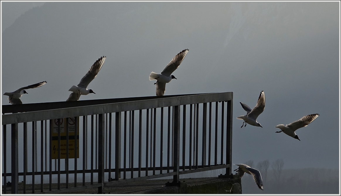 Flugstunde der Möwen
(10.03.2014)