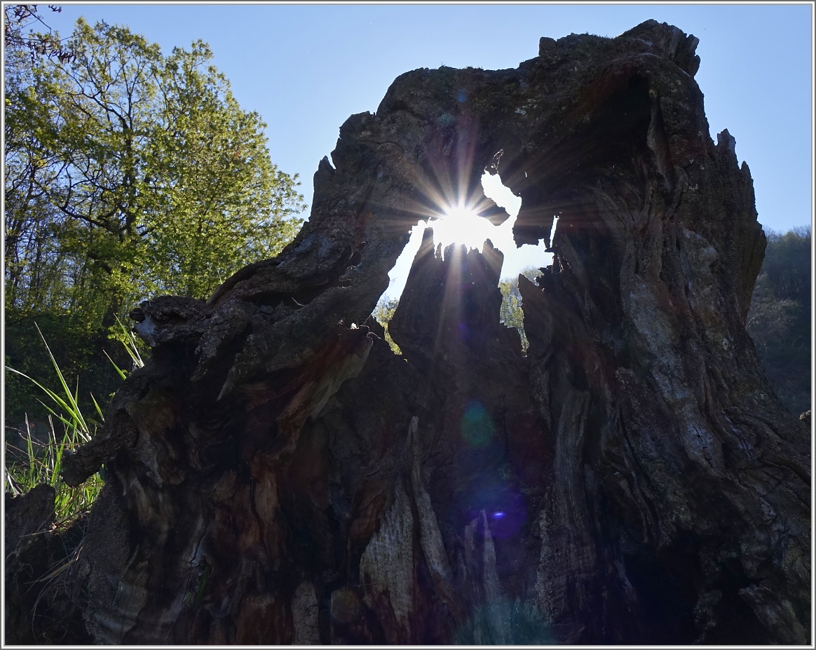 Für einen kleinen Moment setzt die Sonne diese alte Wurzel in Szene.
(14.04.2014)