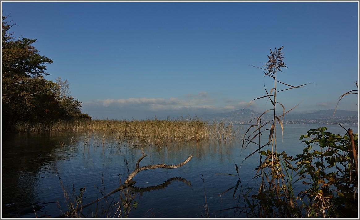 Im Naturschutzgebiet Grangettes . Im Hintergrund ist der Mont-Pelerin zu sehen.
(23.10.2015)