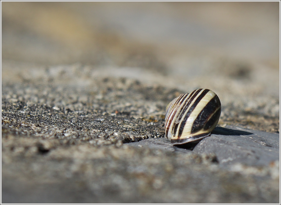 Im Schneckenhaus
(13.06.2015)