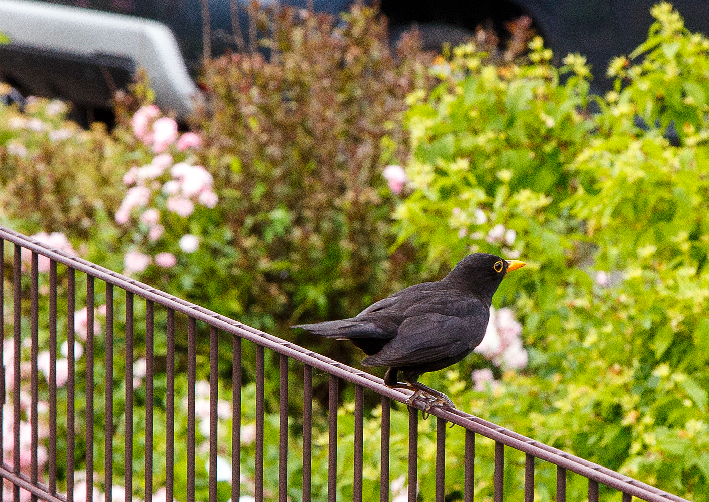 Ein Zaungast am 27.06.2023 beim Bahnhof Kirchen/Sieg.
Es ist eine männliche Drosseln/Amsel. Die Amsel ist die einzige heimische Drossel, bei der sich die Geschlechter stark unterscheiden. Das Amselmännchen ist komplett schwarz und hat einen gelb-orangen – im ersten Jahr noch dunkelgrauen – Schnabel, das Weibchen ist graubraun mit einer gefleckten Brust und einem blassen Schnabel.