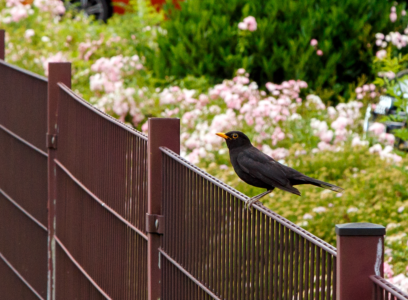 Ein Zaungast am 27.06.2023 beim Bahnhof Kirchen/Sieg.
Es ist eine männliche Drosseln/Amsel. Die Amsel ist die einzige heimische Drossel, bei der sich die Geschlechter stark unterscheiden. Das Amselmännchen ist komplett schwarz und hat einen gelb-orangen – im ersten Jahr noch dunkelgrauen – Schnabel, das Weibchen ist graubraun mit einer gefleckten Brust und einem blassen Schnabel.