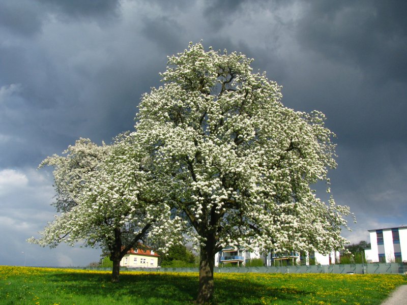  Bluescht  in T�gerwilen. W�hrend im Hintergrund Gewitterwolken heranziehen werden diese B�ume noch leicht von der warmen Fr�hlingssonne beschienen. Die Wolken sind dann �brigens weitergezogen und haben sonnige TEE-Bilder erm�glicht. (18.April 2009)