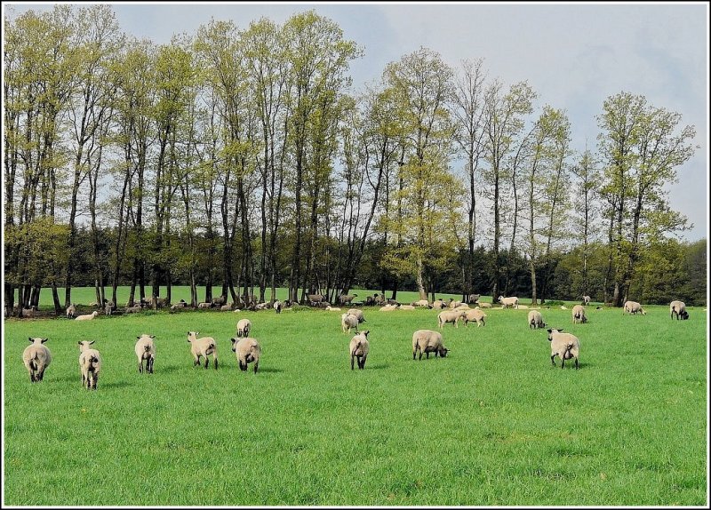 Im Gegensatz zu Stefans L�mmchen, die Fotokunst zu sch�tzen wu�ten, benahmen sich diese Schafe wie undankbares ziegenartiges Hornvieh, als ich sie fotografieren wollte. 25.04.09 (Jeanny)