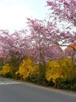 Fr�hling in der Stadt.