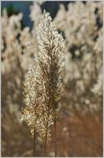 Wie Gold glänzt das frisch gewachsene Schilf im Sonnenlicht.
