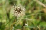 Wandelbare Natur:Erst L�wenzahn, dann Sternenblume  (Oktober 2009)