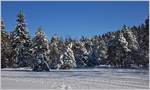 Winterwald auf dem Les Pleiades.
