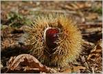 Ein Herbstbote: eine Kastanie in ihrer Verschalung  (28.09.2018)