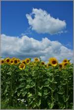 Sonnenblumen an einem sonnigen Tag.