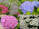 Sommer in unsere Garten.
