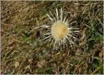 In der Novembersonne erscheint diese Distel in einem besonderen Licht.