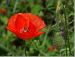 Mohnblumen in voller Bl�te und im Wachstum...