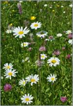 Sommerwiese.