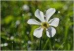 Narzissenblüte im Licht der Morgensonne.