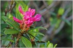Eine Alpenrose   (06.07.2016)