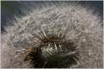 Pusteblume  (11.08.2016)