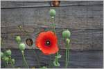 Blumenkunst  (09.07.2017)