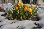 Erste Frühlingsboten  (04.03.2018)