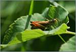Das verstecken auf dem Blatt hat der Heuschrecke nichts gen�tzt, die Fotografin hat sie trotzdem entdeckt.