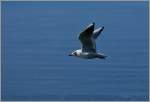 Eine M�we im Flug.