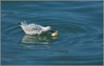 Genussvoll widmet sich diese M�we ihrem Brotst�ck.
