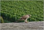 Ein Turmfalke mit seiner Beute, die er mit der Kralle festhält und verspeist.