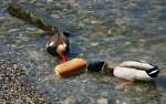 Ein grosses St�ck Brot bietet diesen Enten eine Abwechslung im Men�plan.