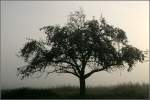 Einfach nur ein Baum, der durch den Morgennebel sch�ner zur Geltung kommt.