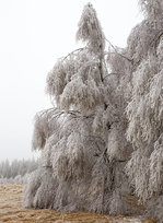   Mehr Eis als Baum, am 22.12.2016 bei Friedewald.