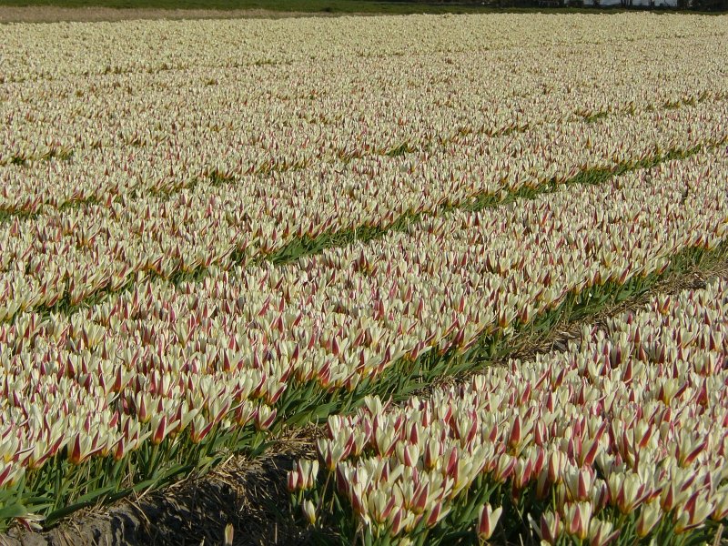Tulpen sind auch wieder da. Fotografiert in Warmond bei Leiden, Niederlande 20-03-2009